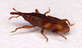 rice-weevil