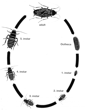 Trusted Hygiene & Pest Control Services | SAK Services